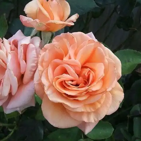 Trandafiri hibrizi Tea - Trandafiri - Warm Wishes™ - 